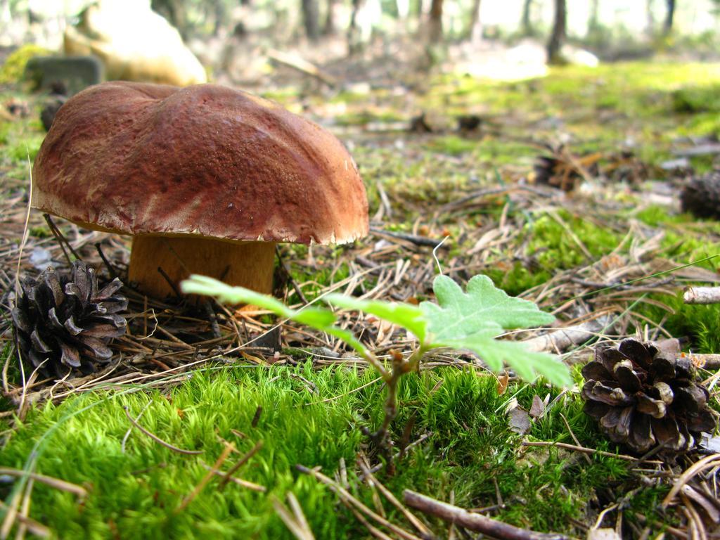 Hosteria Camino Luyego de Somoza Dış mekan fotoğraf
